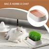 Indoor Cat Grass Set view 2