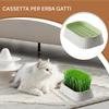 Generico Cat Grass Growing Kit view 2