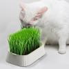 Generico Cat Grass Growing Kit view 3