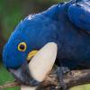Natural Bird Cuddle Bone - Calcium Beak Treatment view 2