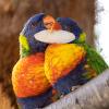 Natural Bird Cuddle Bone - Calcium Beak Treatment view 3