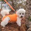 Dog Sling Carrier, Breathable Flexible Sling Walking Aid view 2