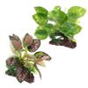 TOYANDONA Artificial Plastic Aquarium Plants, 2-Piece Decoration view 1
