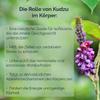 Vitaler's Kudzu Root 500 mg, 60 Vegan Capsules, 2-Month Supply view 2