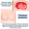 XSDAJSD Multifunctional Anatomical Human Model, Geriatric Patient Care Training Simulator with Interchangeable Genitalia view 4