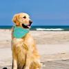 Dog Cooling Bandana - Breathable Pet Cooling Scarf for Dogs view 2