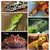 Snake Water Bowl, Bearded Dragon Water Bowl view 4