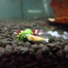 Shrimp Food, Spinach Sticks, Sinking Pellets, 34 ml view 2