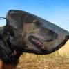 Fukamou Dog Field Net - Safety Muzzle view 2