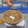 40 g Natural Jute Nesting Material for Birds, 1 Piece view 4