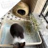 Manhegari Hay Feeder for Rabbits - 2 Pack view 4