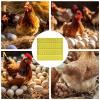 Nest Liners for Chicken Coop, 33 x 29 cm, Nest Mat for Laying Nests view 4