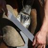 syayw Farrier File – Double-Sided Rasp for Horse Hoof Care view 2