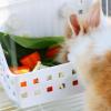 Hay Holder for Rabbits view 2