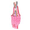 Bonbela Dog Diapers for Female Dogs view 2