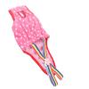 Bonbela Dog Diapers for Female Dogs view 4