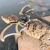 Bearded Dragon Lizard Leash Safety Harness Set view 2