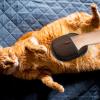 Cat Hair Removal Glove - Pet Grooming Glove view 2