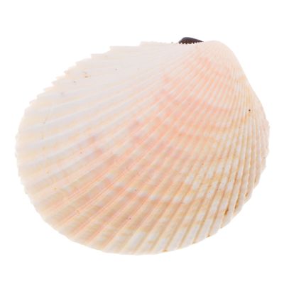 Alipis Natural Shell Decoration Craft Material 6-7cm Mermaid Decor Aquarium Accessory White