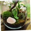 Alipis Natural Shell Decoration Craft Material 6-7cm Mermaid Decor Aquarium Accessory White view 3
