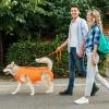 Dog Lifting Harness for Support and Recovery view 2