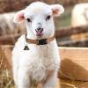 Adjustable Non-Slip Collar for Goats view 3
