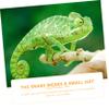 SEWOART 8-Piece Mini Hats for Reptiles view 4