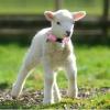 Goat Collar with Bell - Adjustable & Non-Slip view 2
