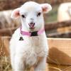 Goat Collar with Bell - Adjustable & Non-Slip view 3