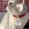 Cat Hair Keepsake Bottle Keychain view 2