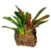 Obelunrp Dried Sphagnum Moss 150g view 3