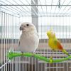 Bird Stand Perch | Standing Chew Bar for Birds with Chewing Opportunity view 2