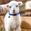 Adjustable Goat Collar with Bell view 3