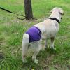 AlpenLife Basics Female Dog Underwear, Physiological Pants, Cotton Pet Pants (#17) view 3