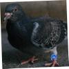 Hohopeti Aluminum Pigeon Leg Bands, 20 Count, Strong Identification view 3