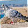 Hohopeti Aluminum Pigeon Leg Bands, 20 Count, Strong Identification view 4