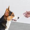 Pet Pill Feeder for Dogs view 2