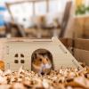 Hamster House with Ladder and Accessories view 2