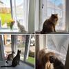 High-Security Cat Safety Net view 4