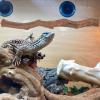 Reptile Stand for Bearded Dragons, Decorative Climbing Branch view 3
