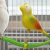 Bird Stand Perch - Play & Chew Stand for Parrots view 3