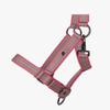 QHP Flamingo Foal Halter Collection FS/25, Full Foal view 2