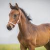 QHP Flamingo Foal Halter Collection FS/25, Full Foal view 3