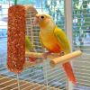 Bird Treats for Lovebirds and Budgies view 3
