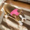 Reflective Adjustable Dog Harness view 2