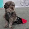 Dog Support Sling for Hind Legs, Washable Harness for Disabled Dogs view 3