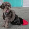 Drag Bag for Disabled Dogs, Wheelchair for Paralyzed Cats, Washable, for All Breeds, with Flexible Shoulder Strap for Daily Walks view 2