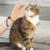 Grooming Glove for Dogs, Cats and Small Pets, 20 x 15 cm view 4