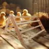 Chick Perch Wooden Interactive Bird Fitness Platform for Chickens, Macaws and Large Birds view 3