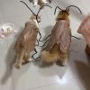 Cockroach Costume for Cats with Wings and Antennas view 2